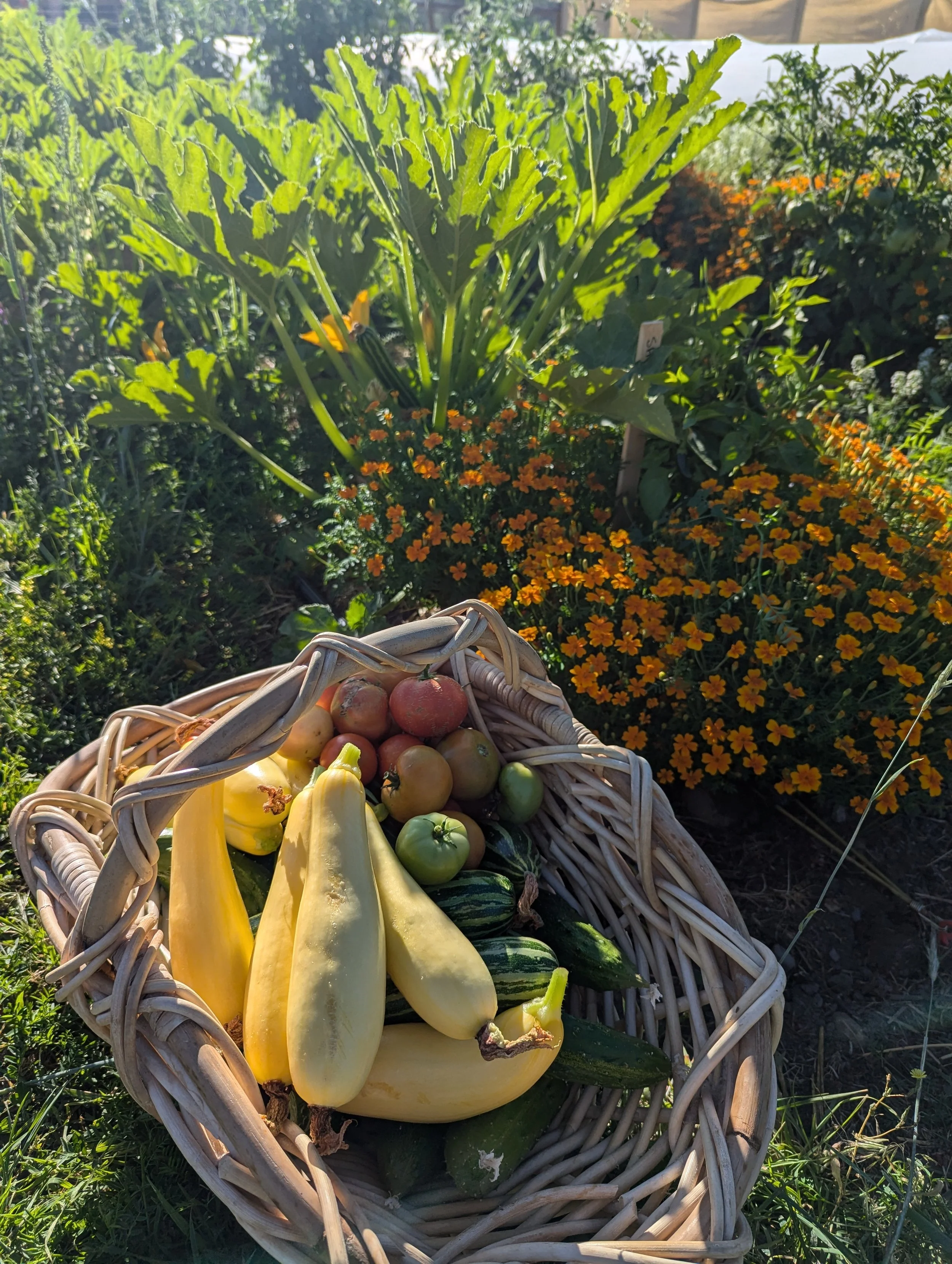 Regeneratively grown vegetables