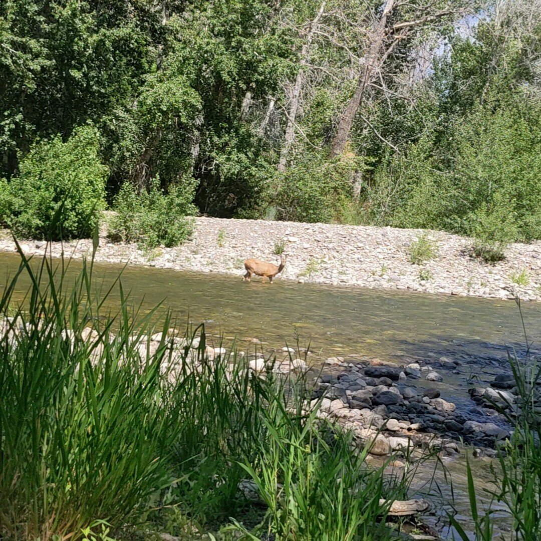 One of the things that makes this place so special is the half mile of Big Wood River frontage along the east side of the ranch. We are able to see how dramatically the river changes throughout the year, the high and low flows, seasonal changes in ve