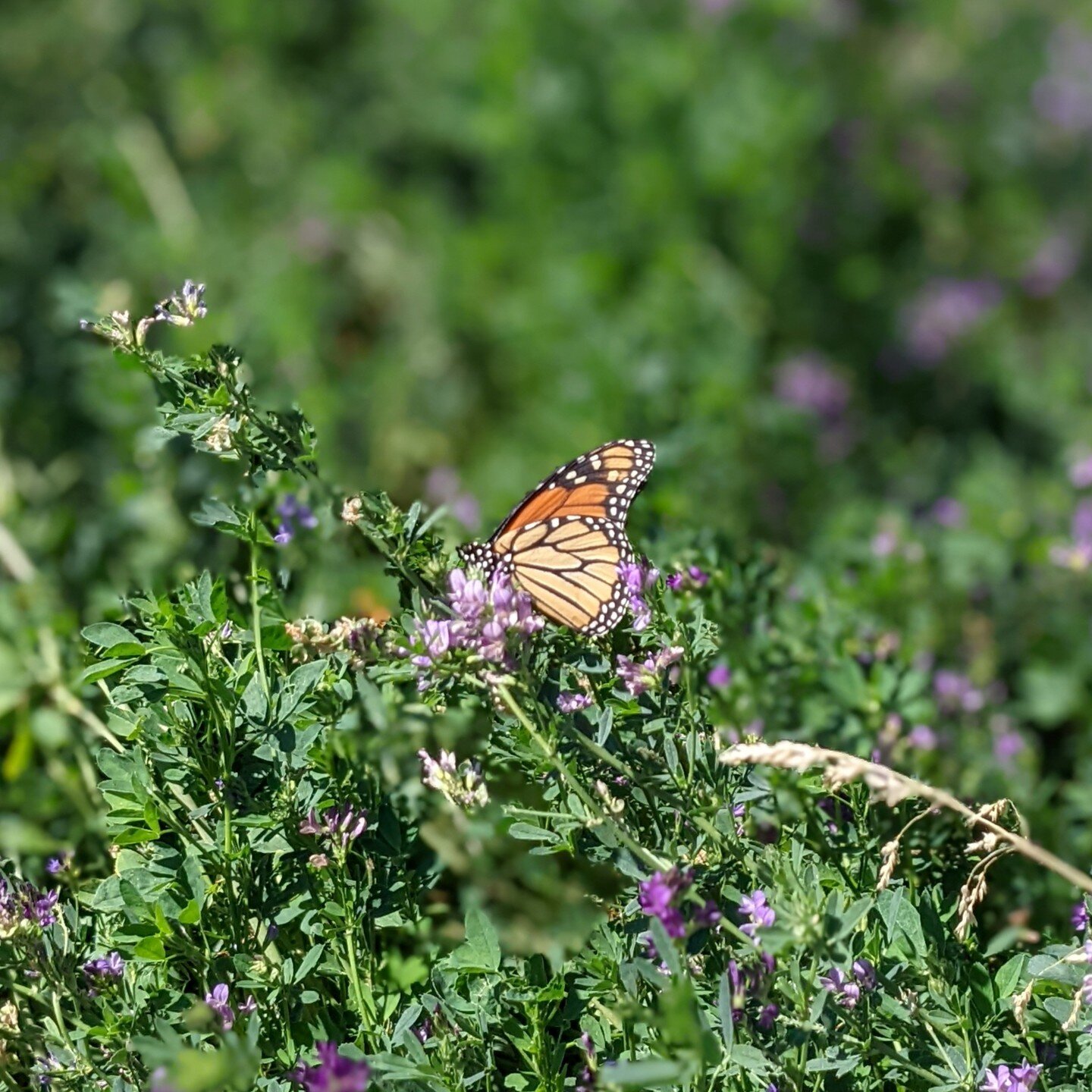 We're lucky to have several native/naturalized forest and riparian zones on the property that are chock full of plants that support bird and pollinator populations, and some (though not all!) that are good for human foraging too! As we begin to resto