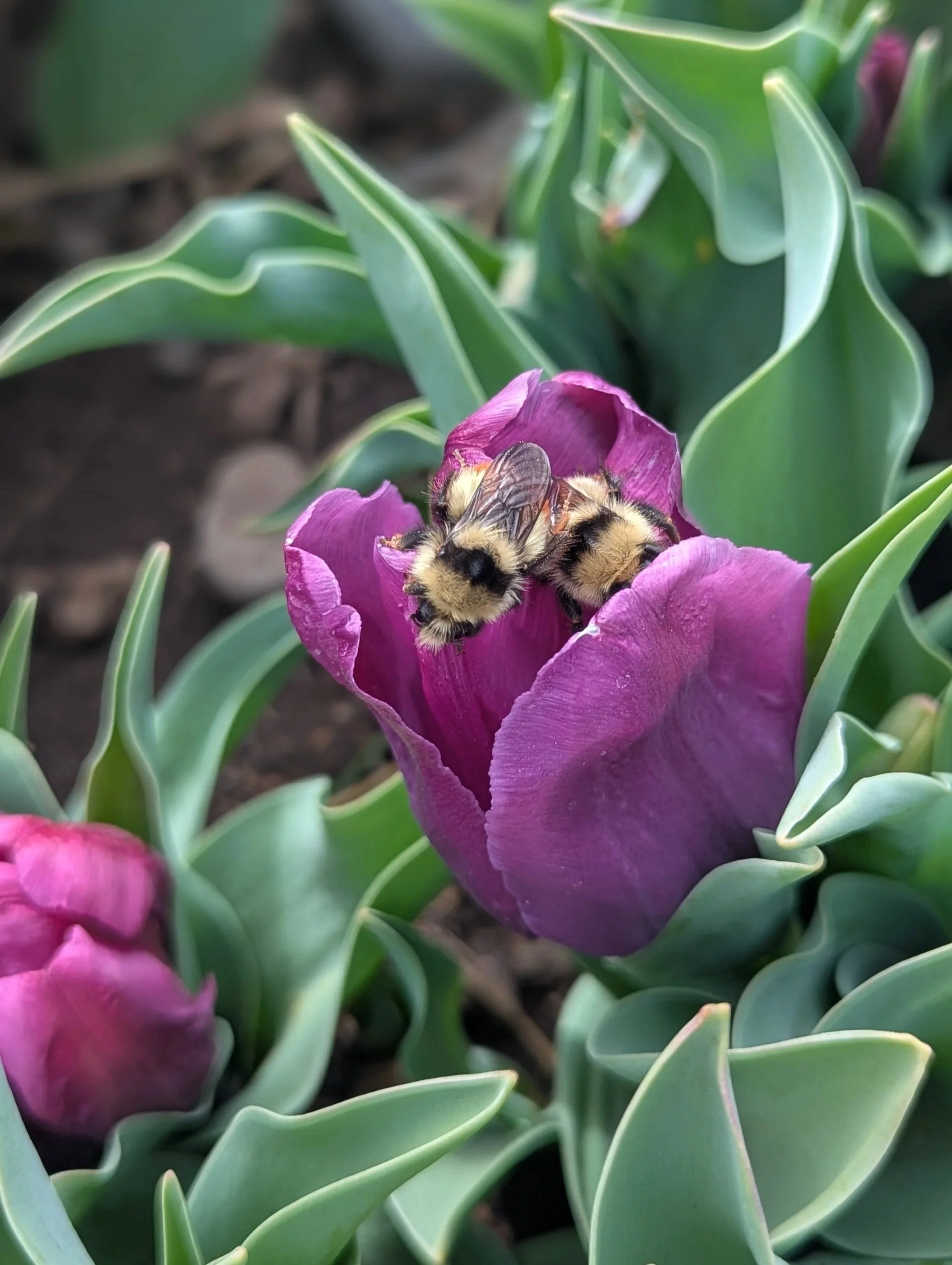 Easter Farm Stand "Pop-Up"