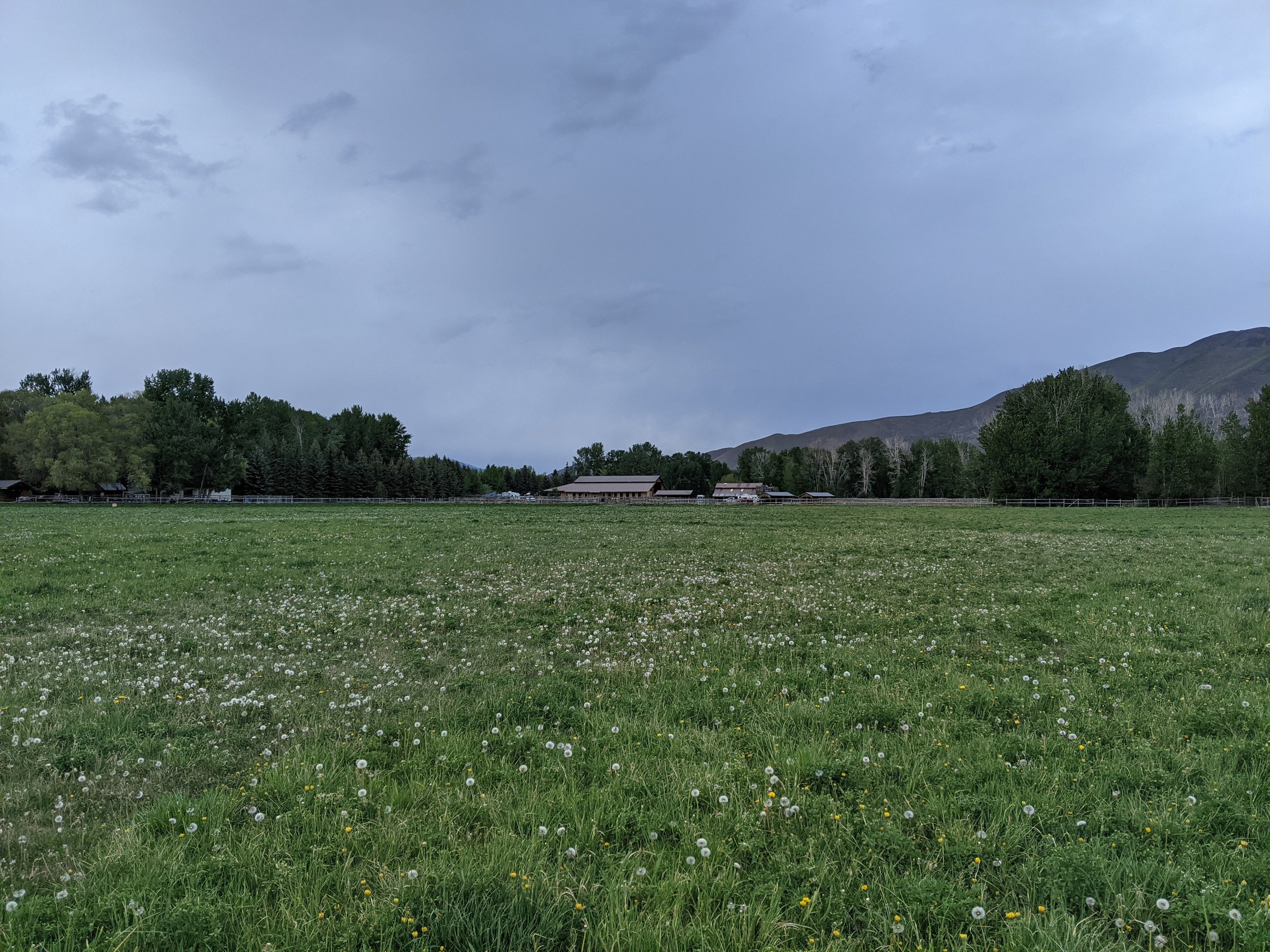 View across the hay field in spring, with thunderheads in the background