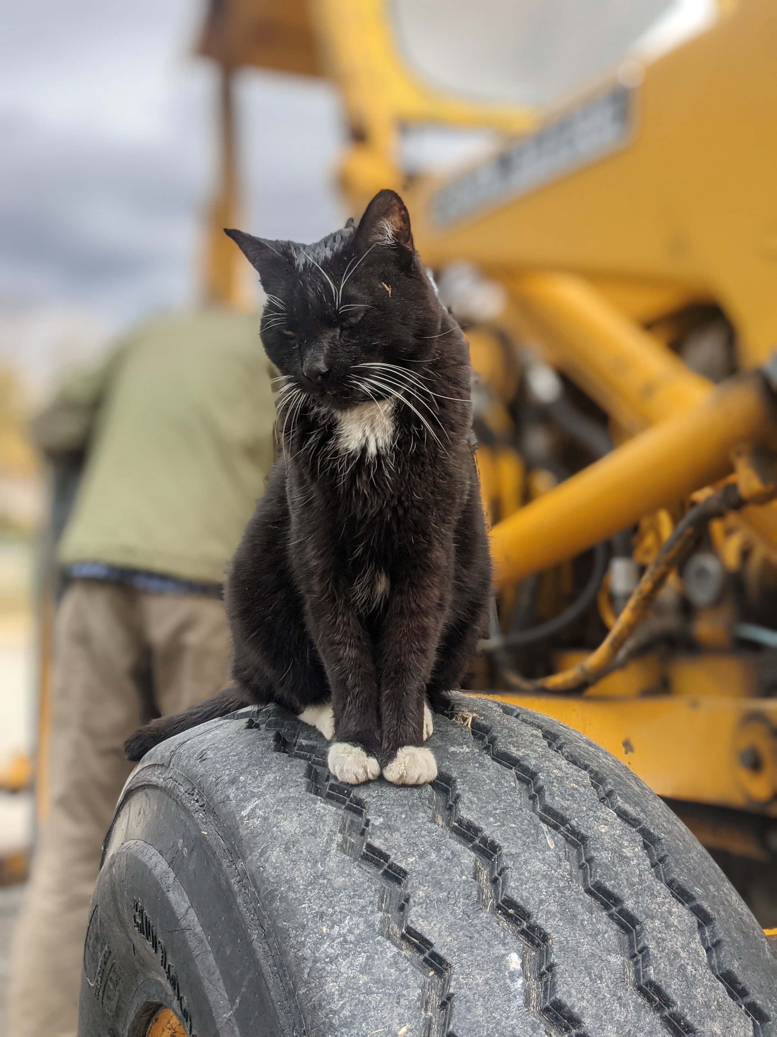 Black and white ranch cat, Spats, sitting on a tractor tire