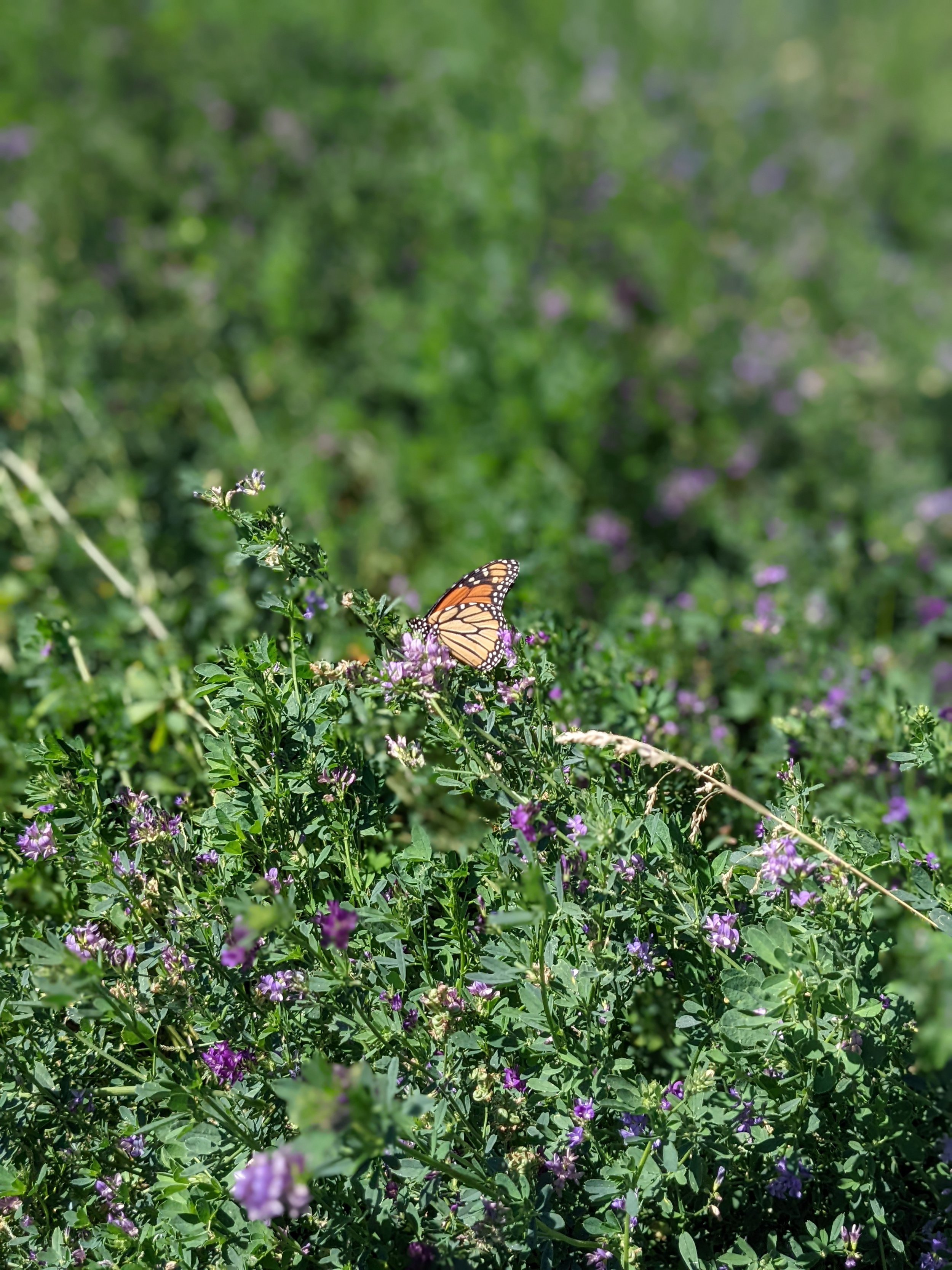 A monarch feasts on alfalfa flowers in the hay field