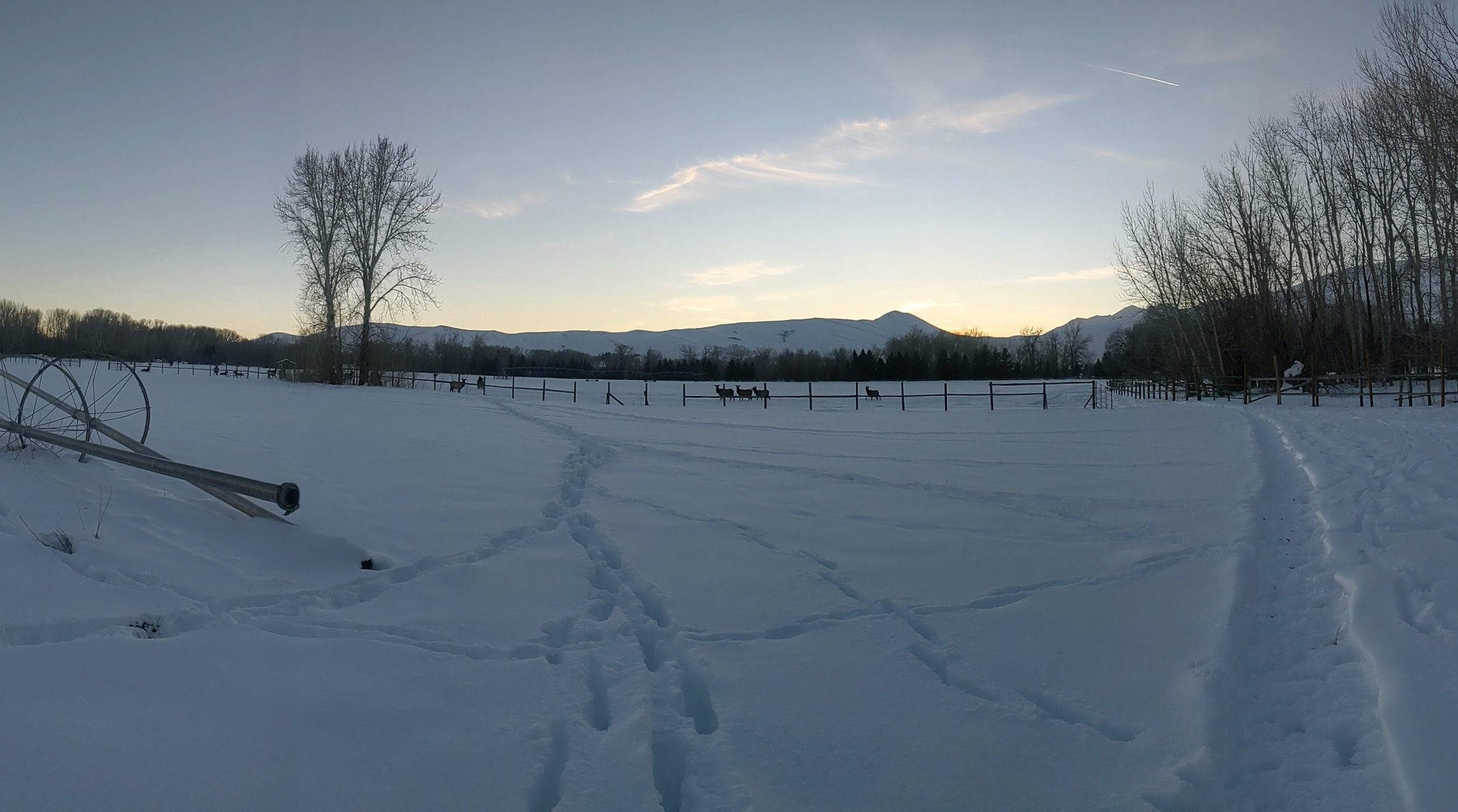 A herd of elk crosses the snowy field at sunset