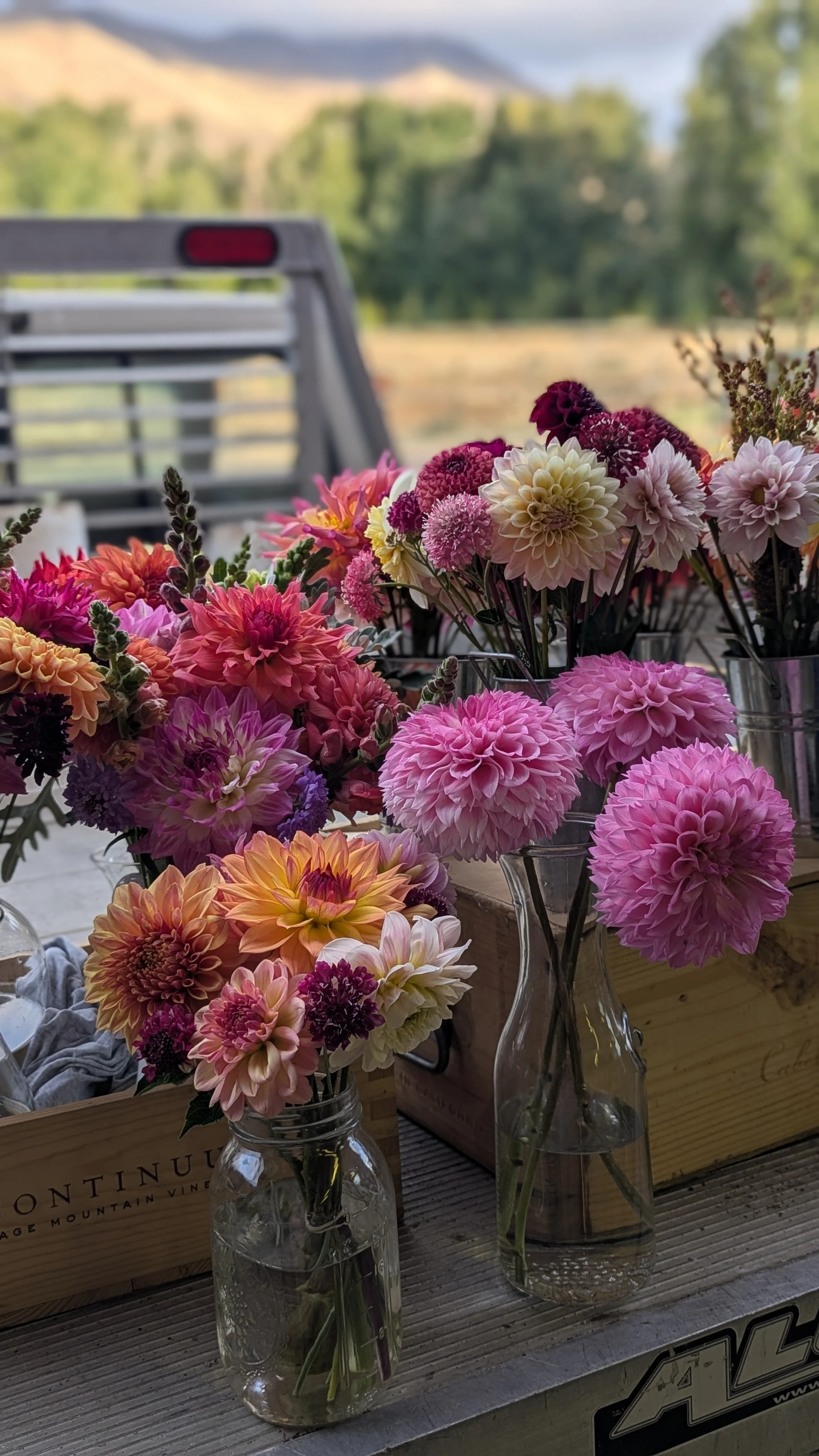 Mixed dahlias on truck