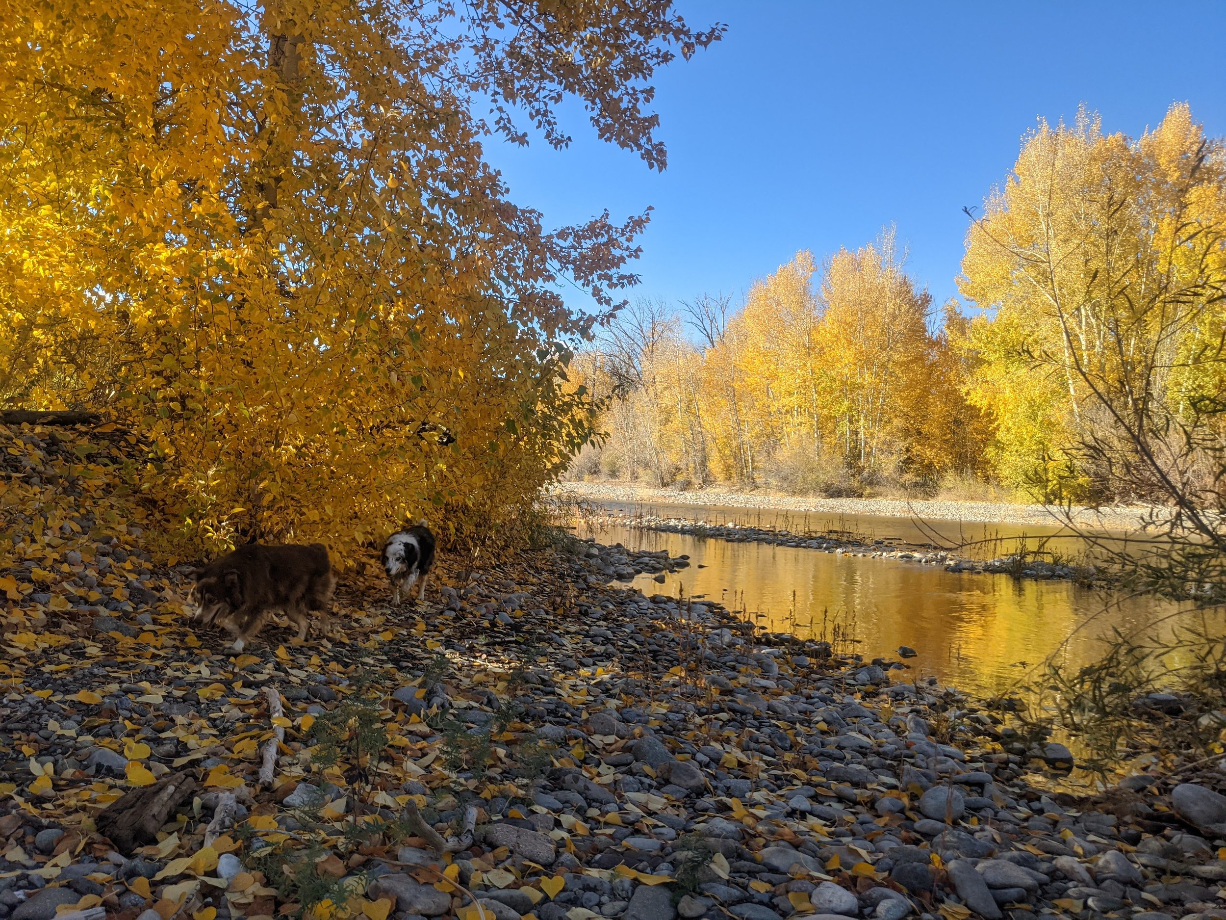 Ranch dogs Fred and Ginger walking along the river with fall colors