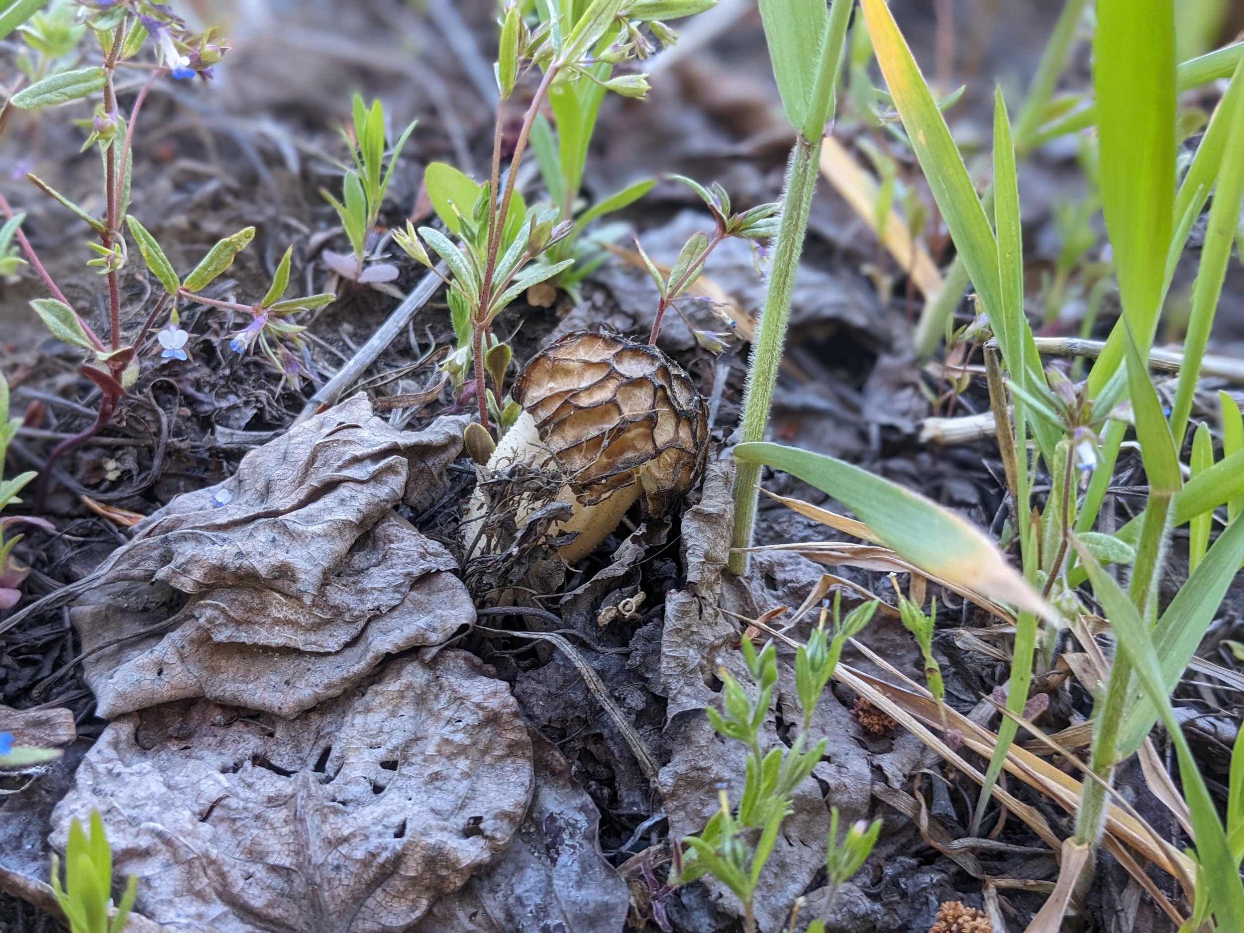 A morel mushroom pokes up through the forest floor along the river