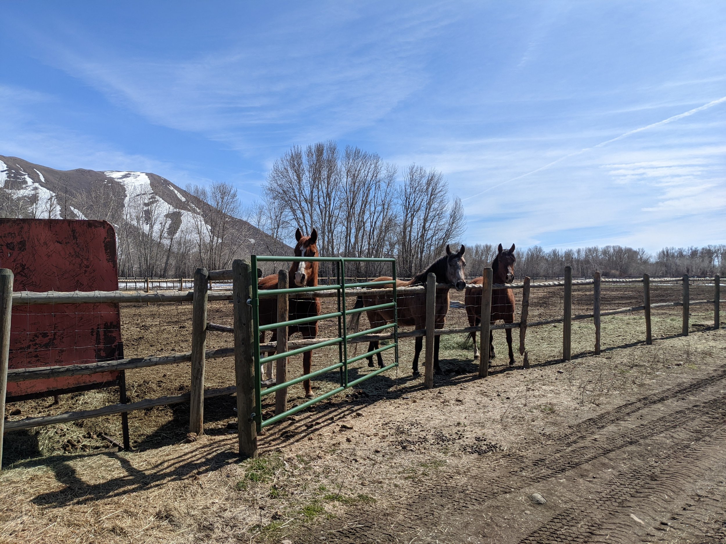 3 Arabian horses looking over the fence