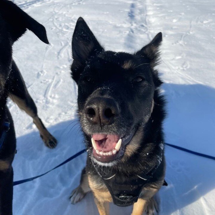 Another happy day with these two zoomers! Kaizon and Blue 🦴🐕

#dogsofinstagram #dogs #dogsofcanada #zoomieswalks #germanshepherd #beauceron #rottweiler #walk #happy #treats #play #funny #fetch