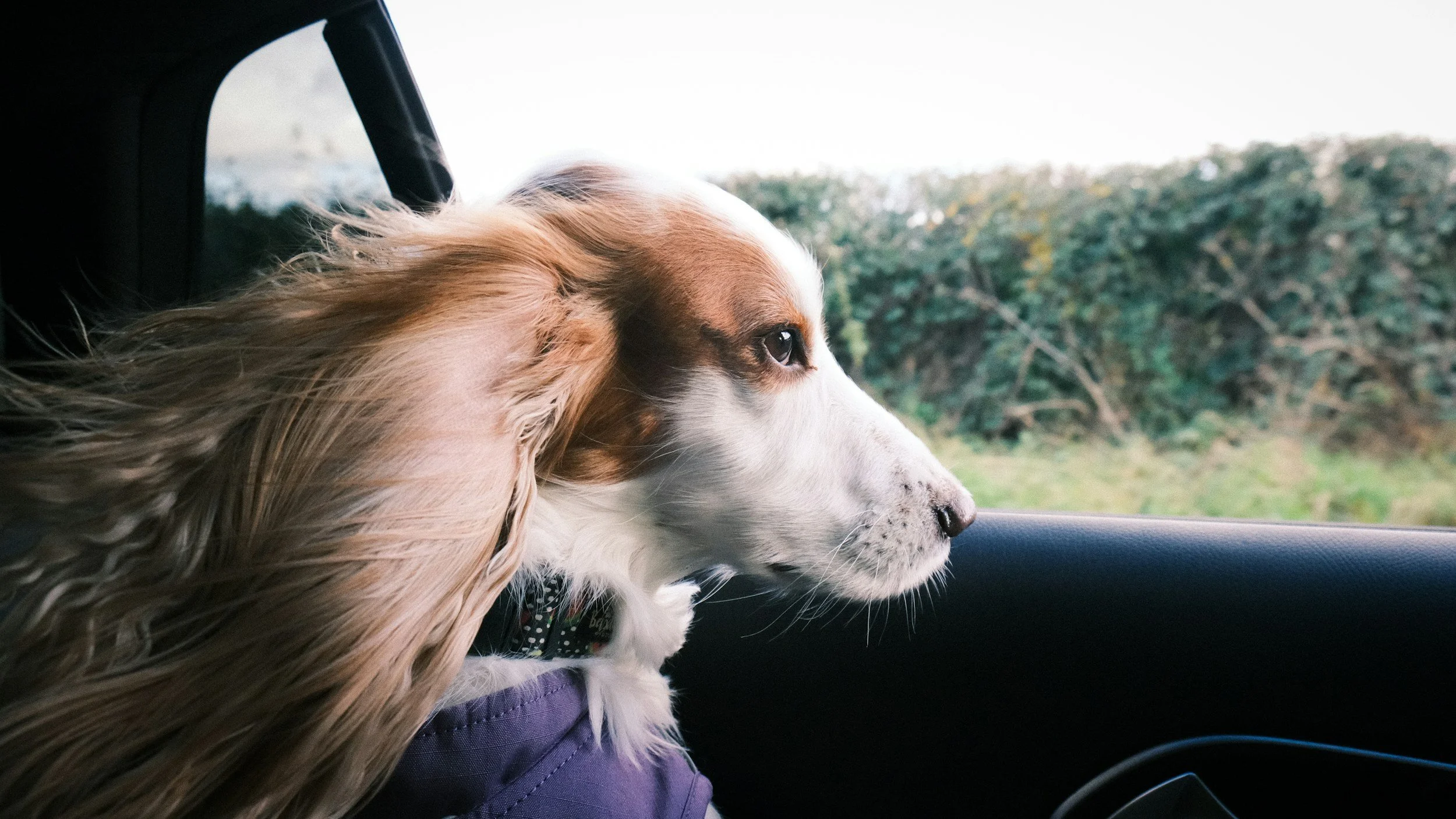 Dog in Car