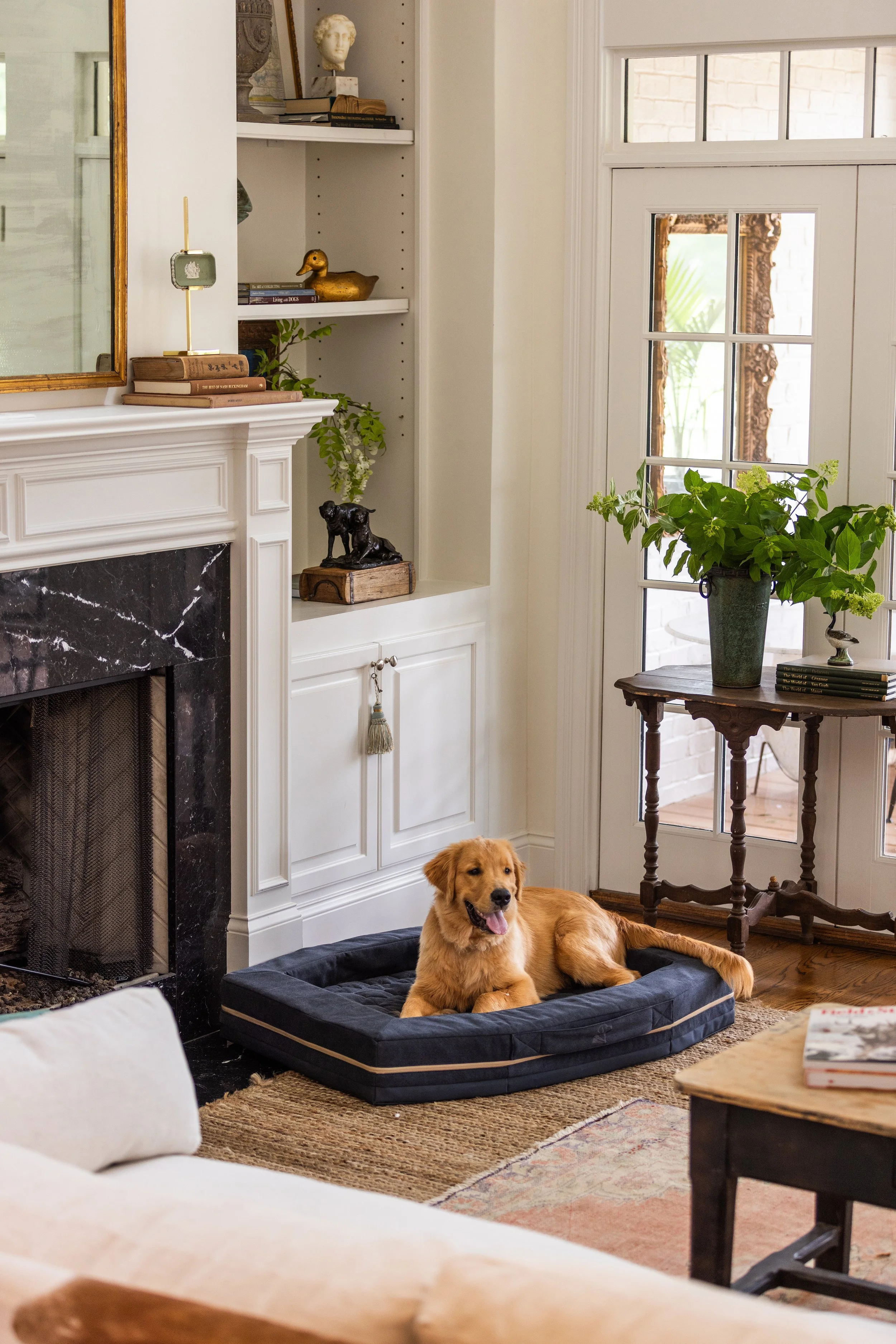 A golden retriever dog lying on a dog bed in a living room with a white fireplace, built-in shelves, a large window, and a round wooden table with a plant on it.