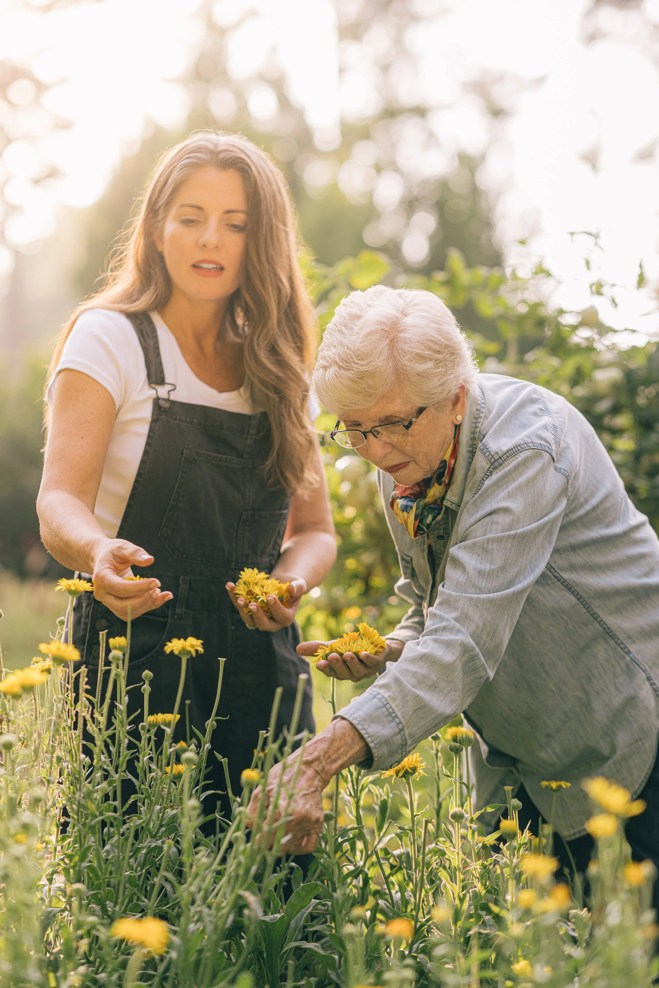 Two women in a garden, one young and one elderly, picking yellow flowers together on a sunny day.
