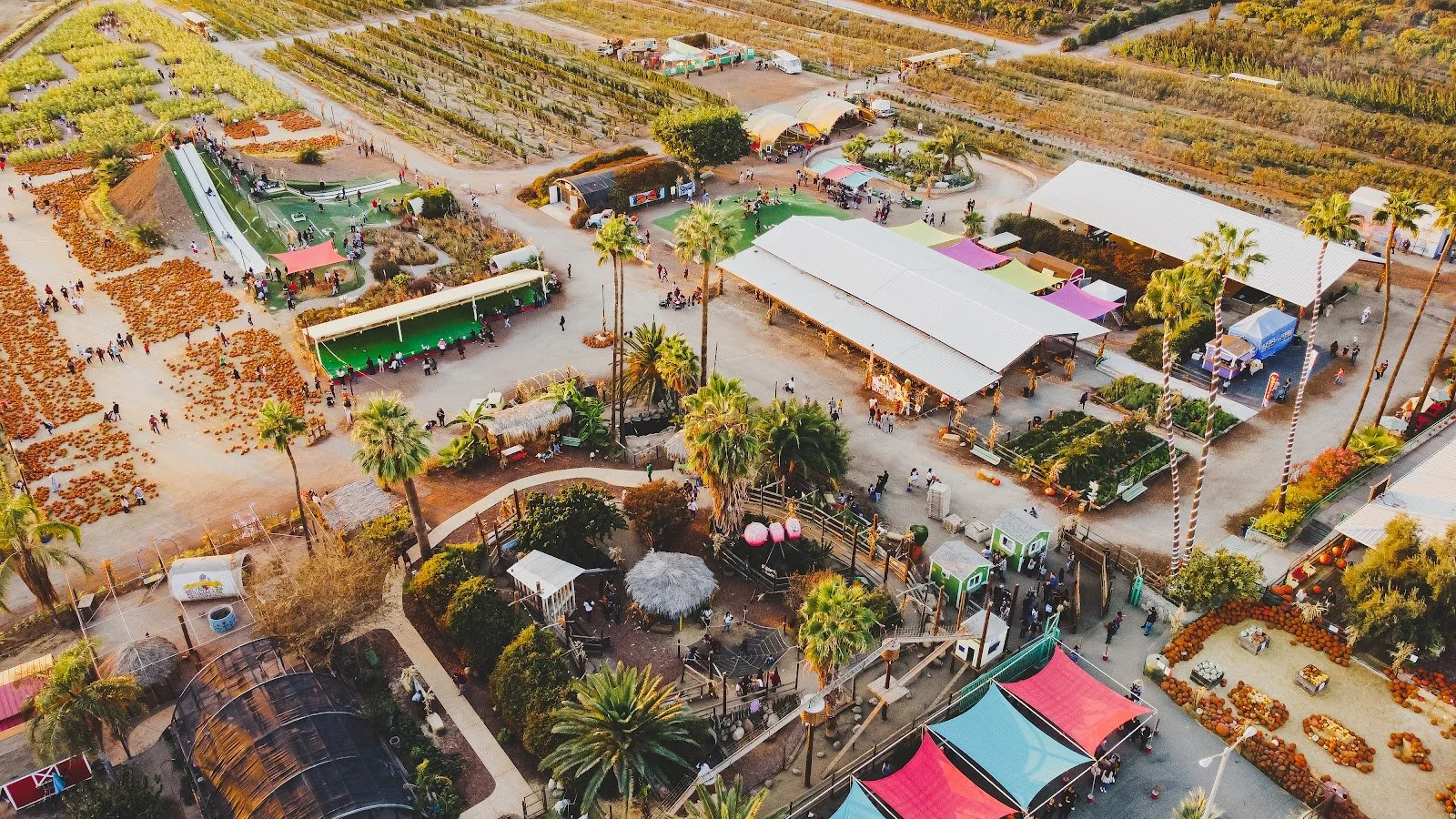 Aerial view of Murray Family Farms Pumpkin Patch
