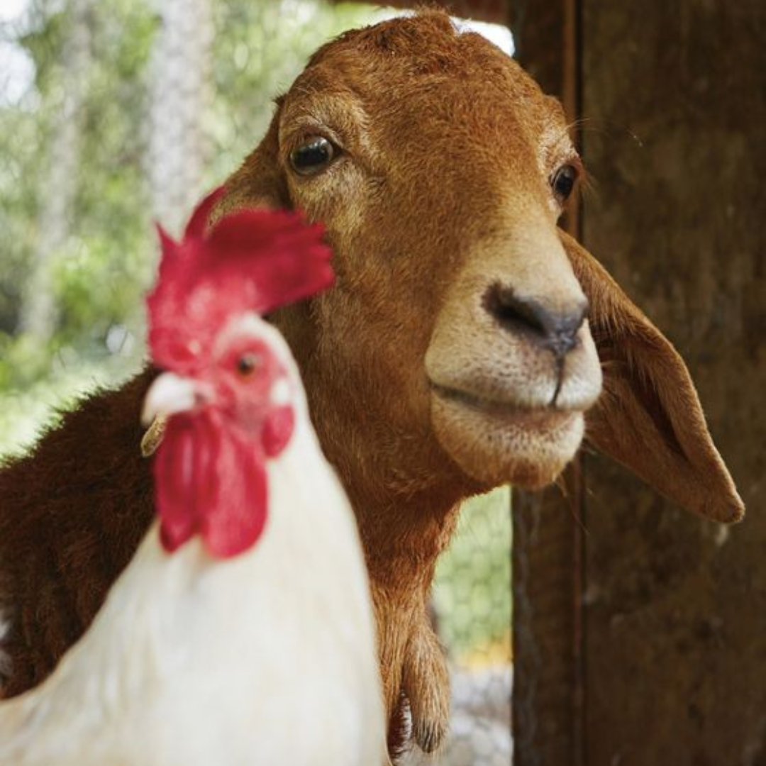A goat and rooster in the animal garden