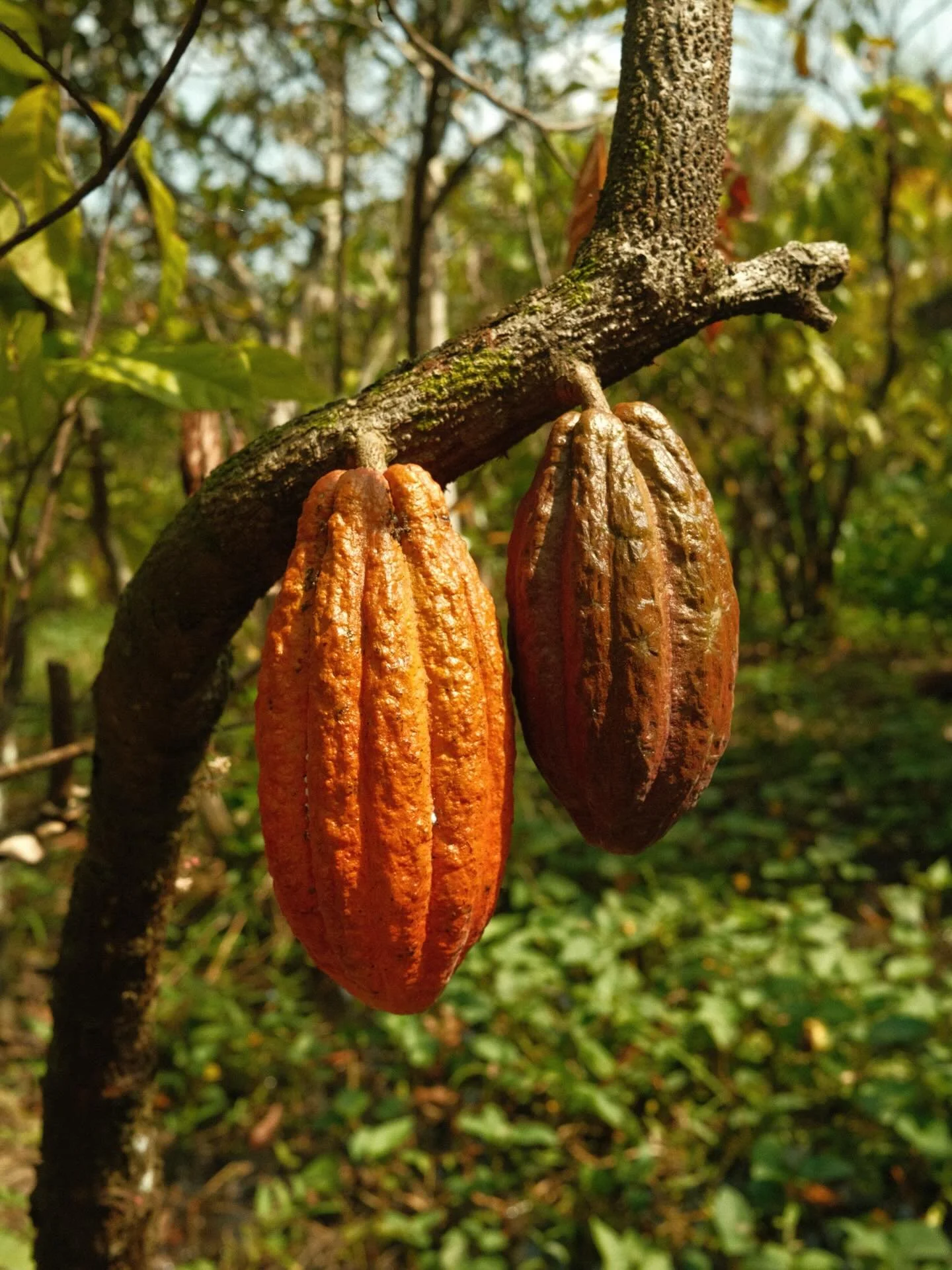 Muoi Cuong Cacoa Farm 

This was such an unexpected highlight of our trip! I absolutely loved the cacoa fruit, it&rsquo;s so beautiful &amp; tastes like mango! We rocked up here without a tour guide &amp; it ended up working in our favour because the