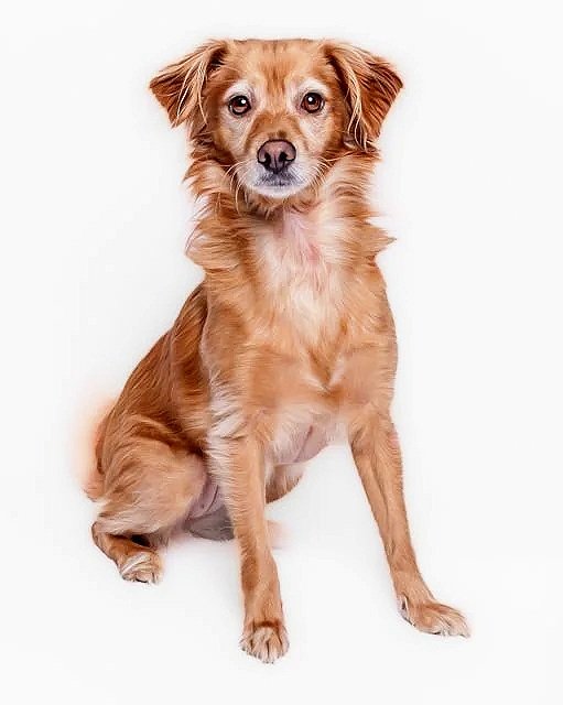 pretty little dog on white background