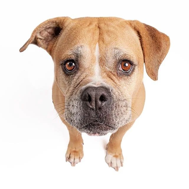 Tan American bulldog looking up on white background