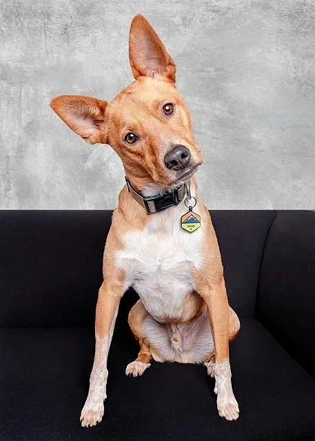 Basenji dog sits on black couch with tilting head