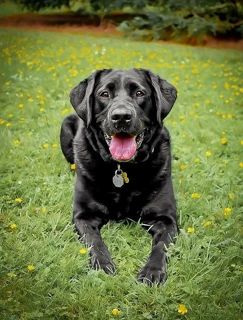 Black labrador lies on grass with yellow flowers in San Francisco