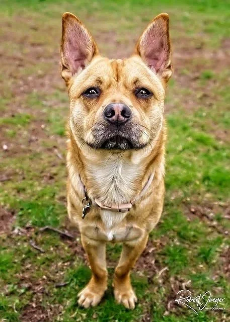 fully little dog stares back at the camera