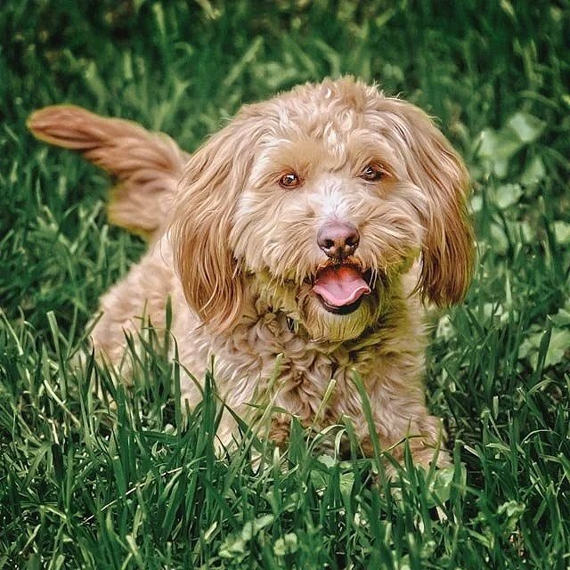 small dog lying in the grass