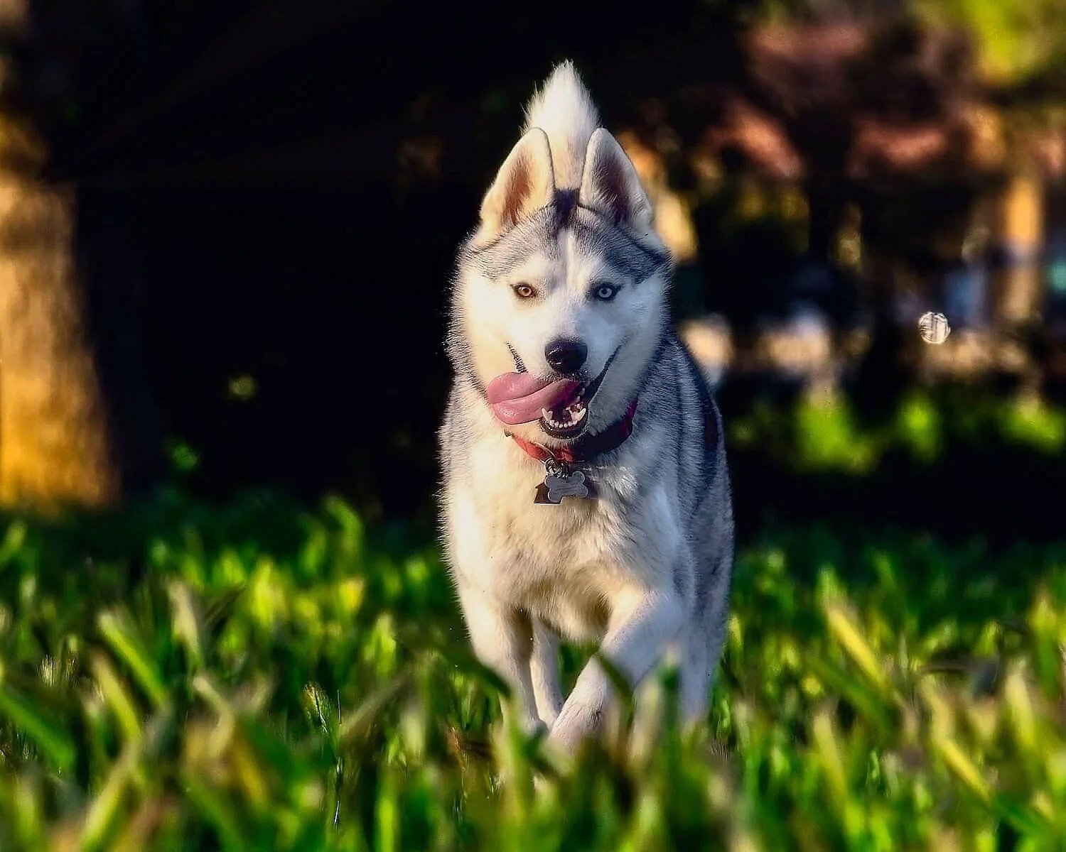 Siberian Husky dog photography in Napa California