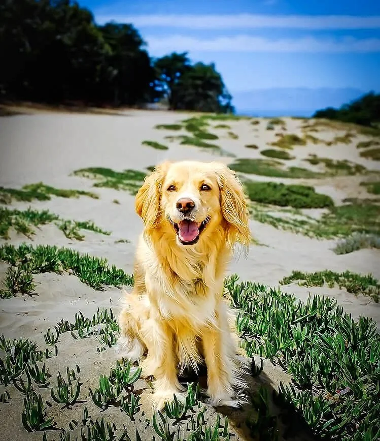 pretty blond dog on a beach in San Francisco
