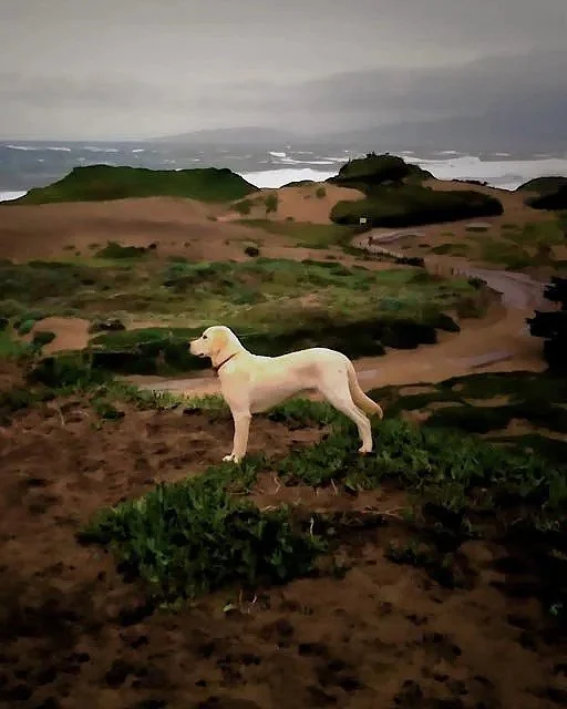 white labrador stands looking at the Pacific ocean