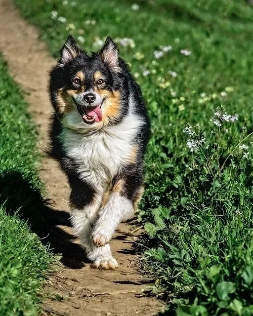 fluffy dog running down a trail with flowers