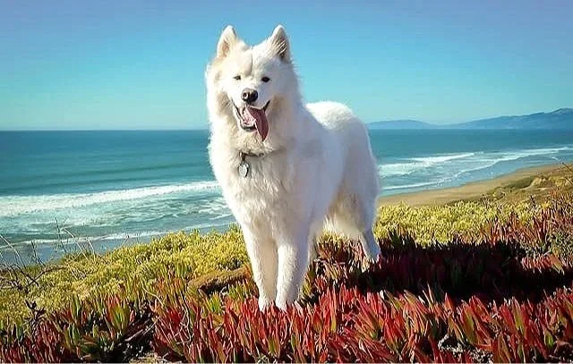 beautiful white dog stands seaside in San Francisco