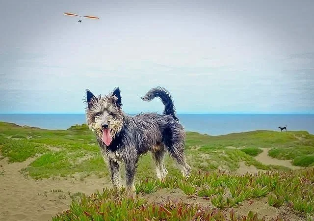 scruffy dog standing on seaside bluff with hang glider and dog in the distance