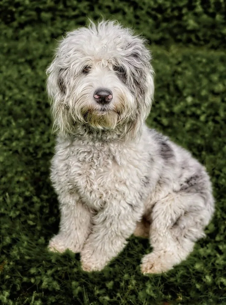 fluffy white dog sits on a hill of ivy in golden gate park San Francisco