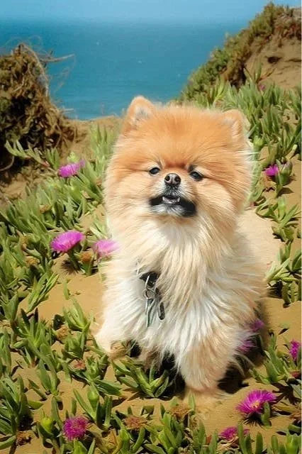 Pomarainian dog poses seaside in San Francisco