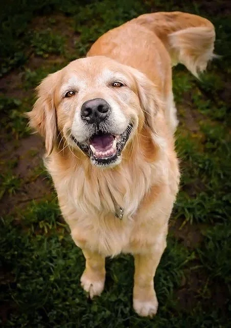 smiling golden retriever dog photography