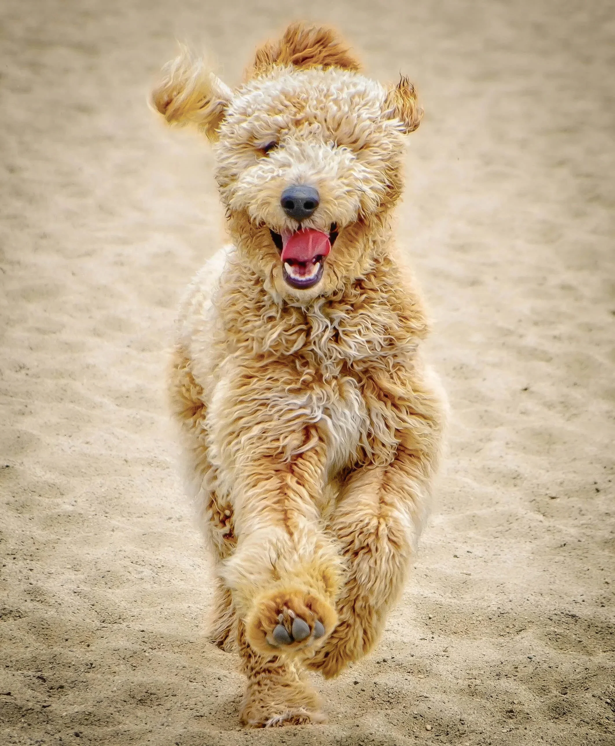 happy golden dog runs towards the camera