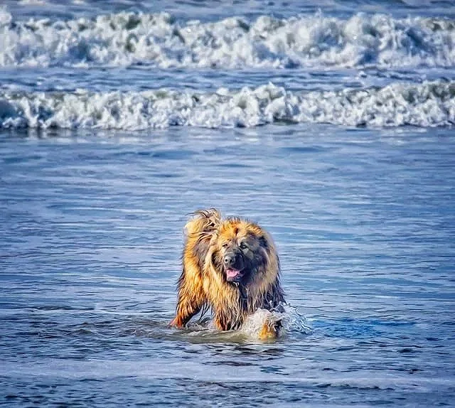 Large dog wades in the ocean in the San Francisco bay area