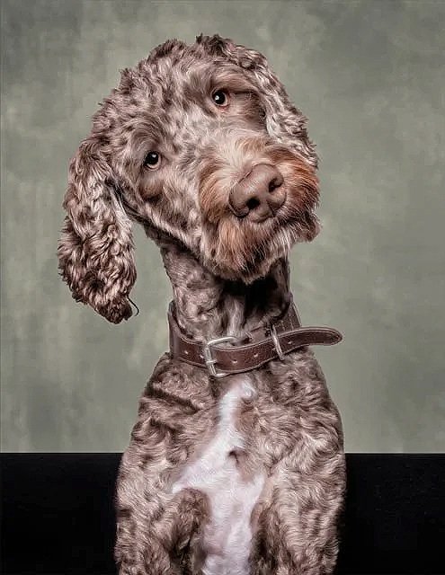 studio photography of dog tilting his head