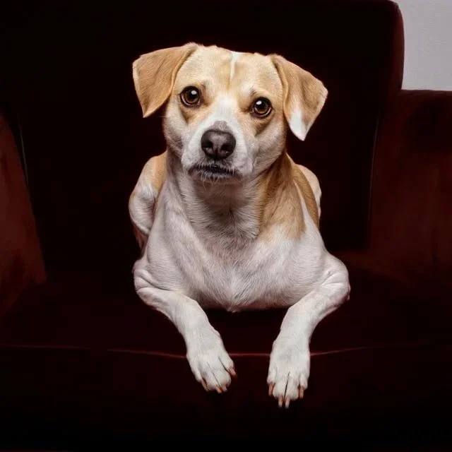 cute little dog posing on a red chair