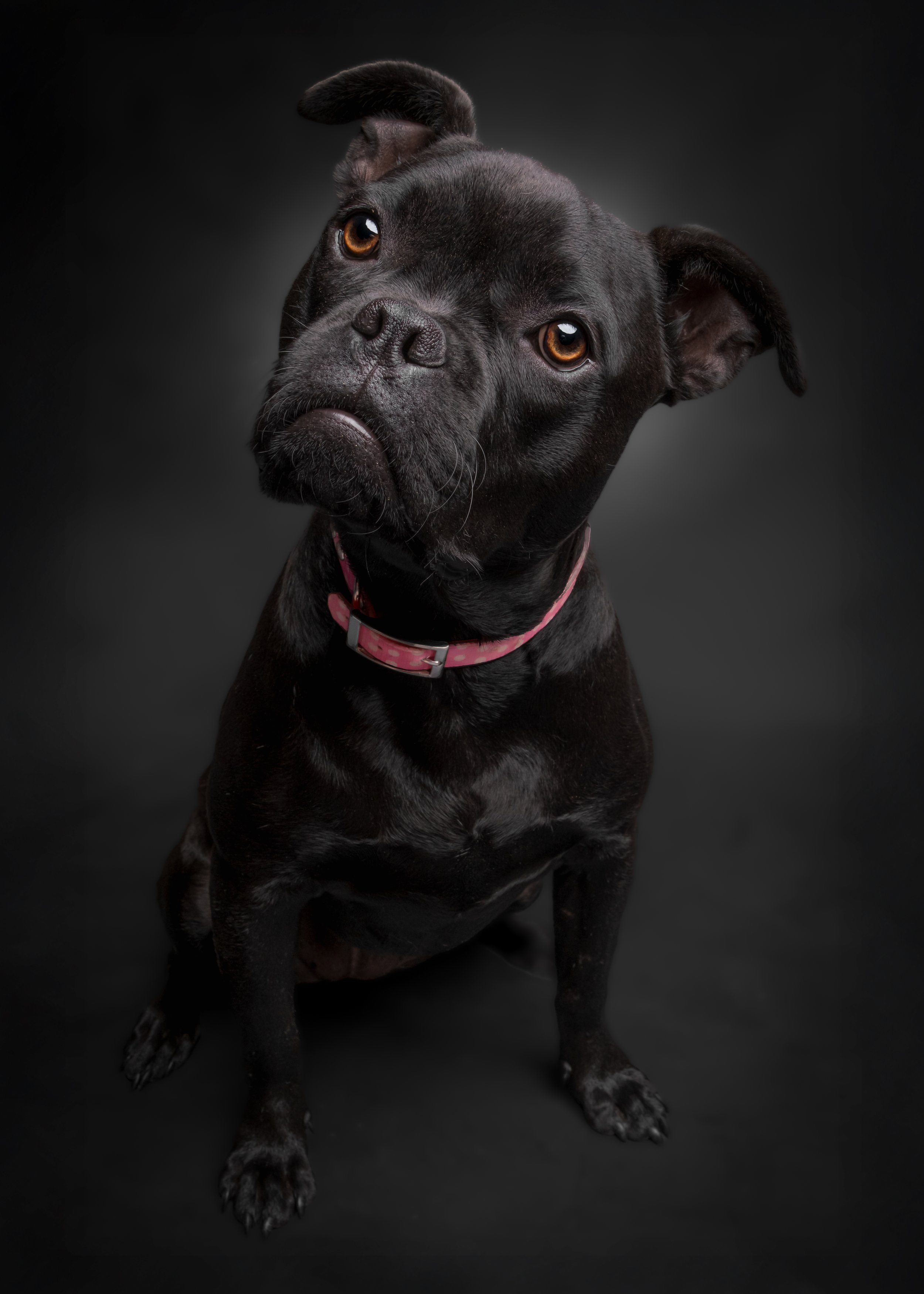 Small black dog with pink collar
