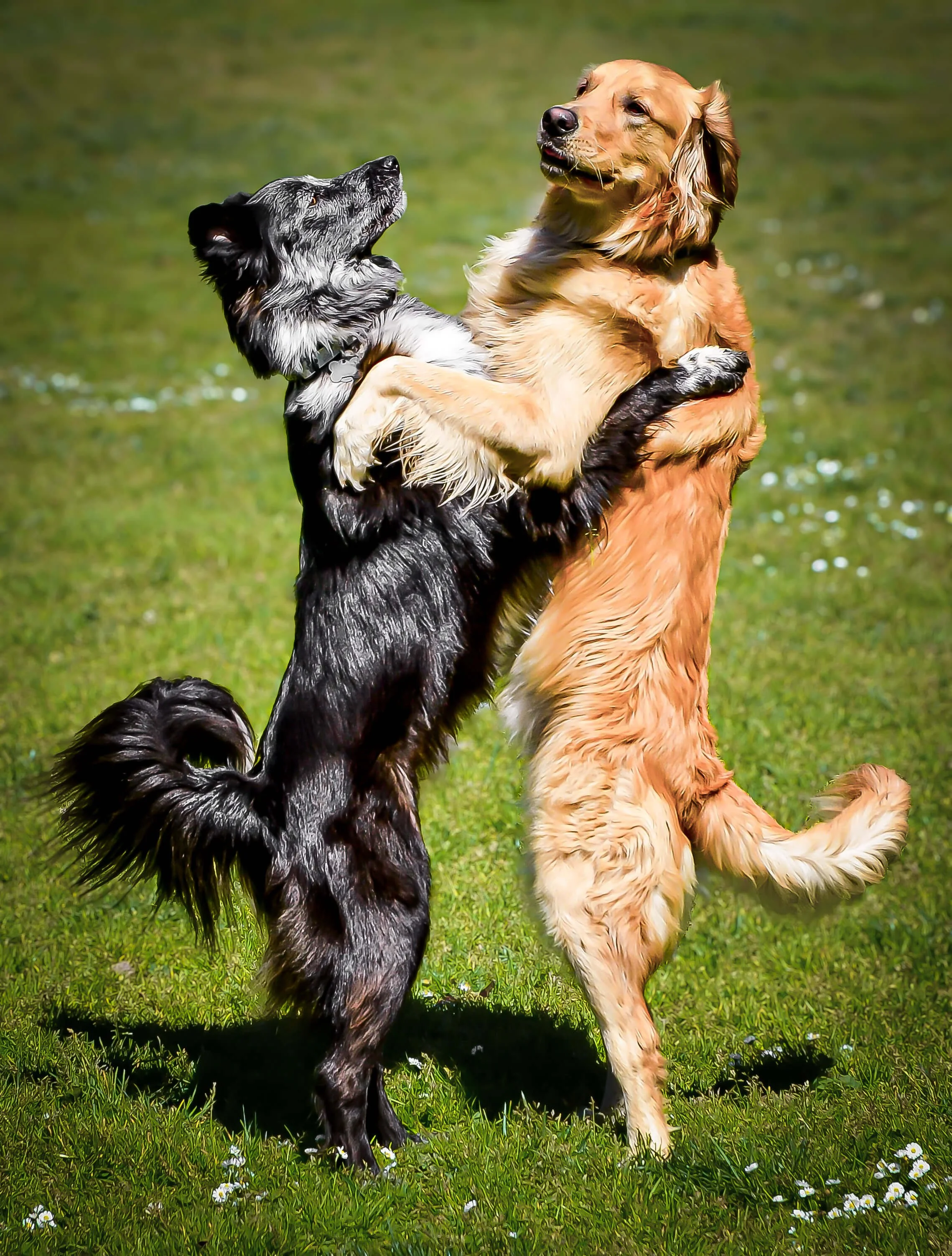 Photo of two dogs that appear to be dancing in San Francisco