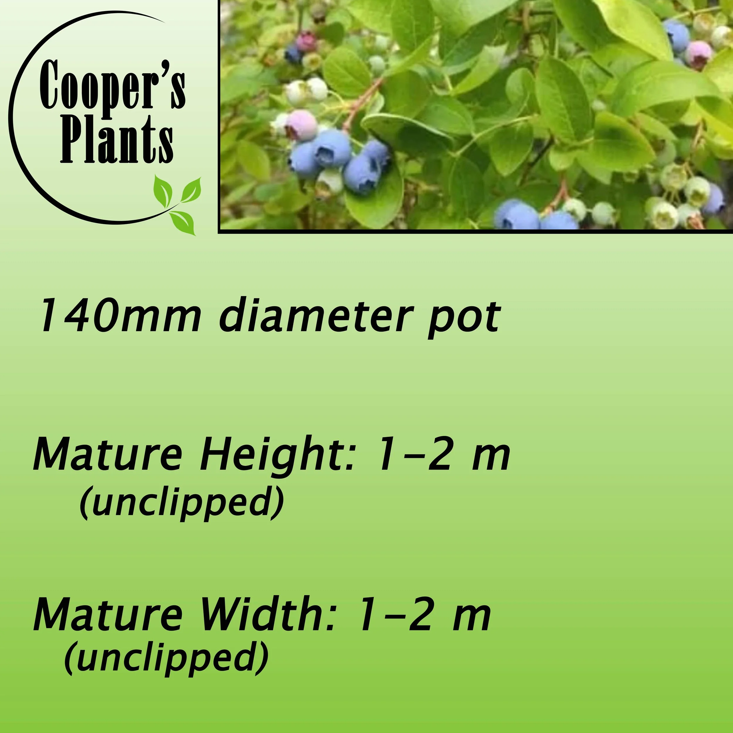 Blueberry 'Brightwell' Vaccinium ashei — Cooper's Plants