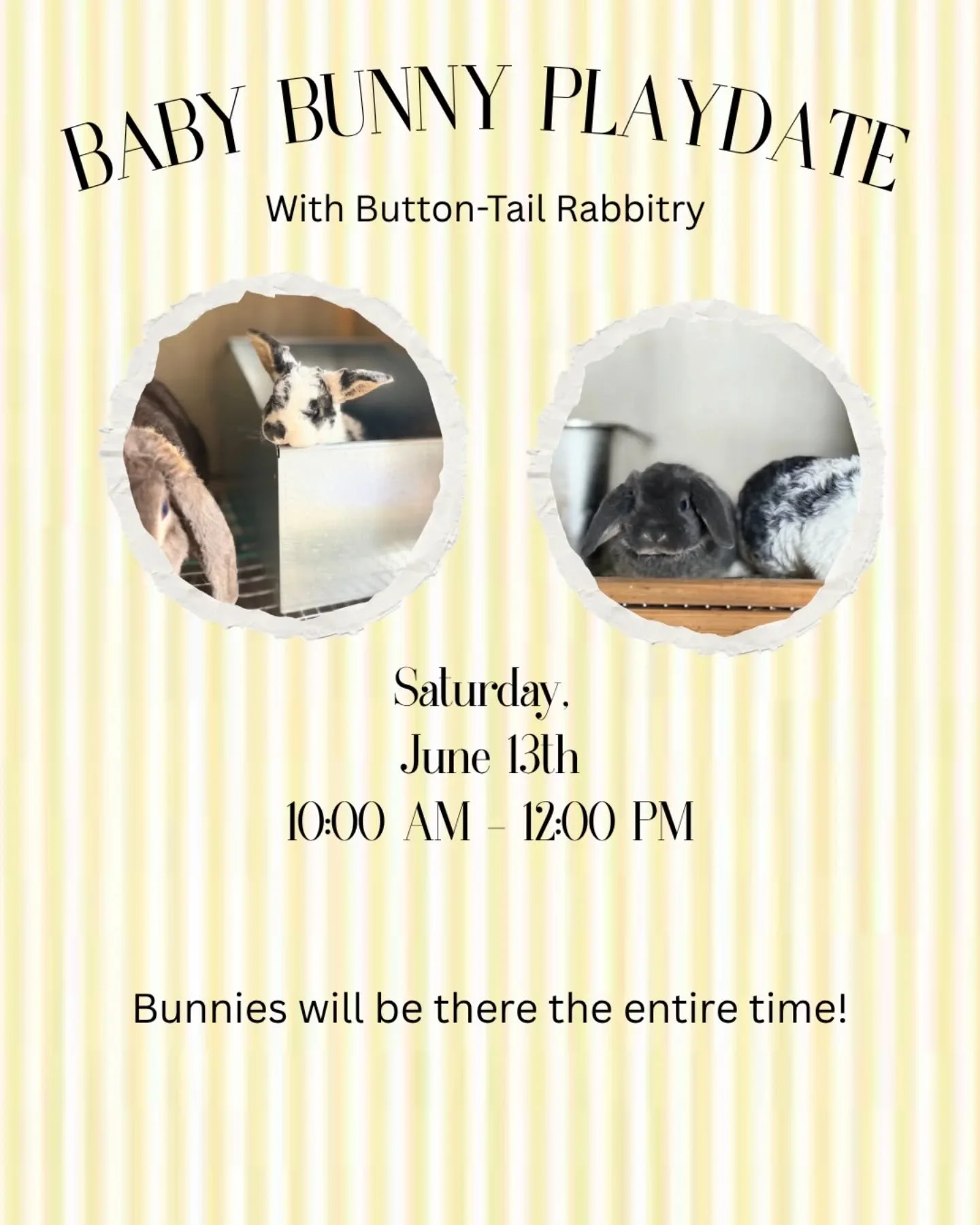 Come see the bunnies!! Pet them, snuggle them, and just enjoy them!

Happy to welcome back @buttontailrabbitry to play with her most recent babies!