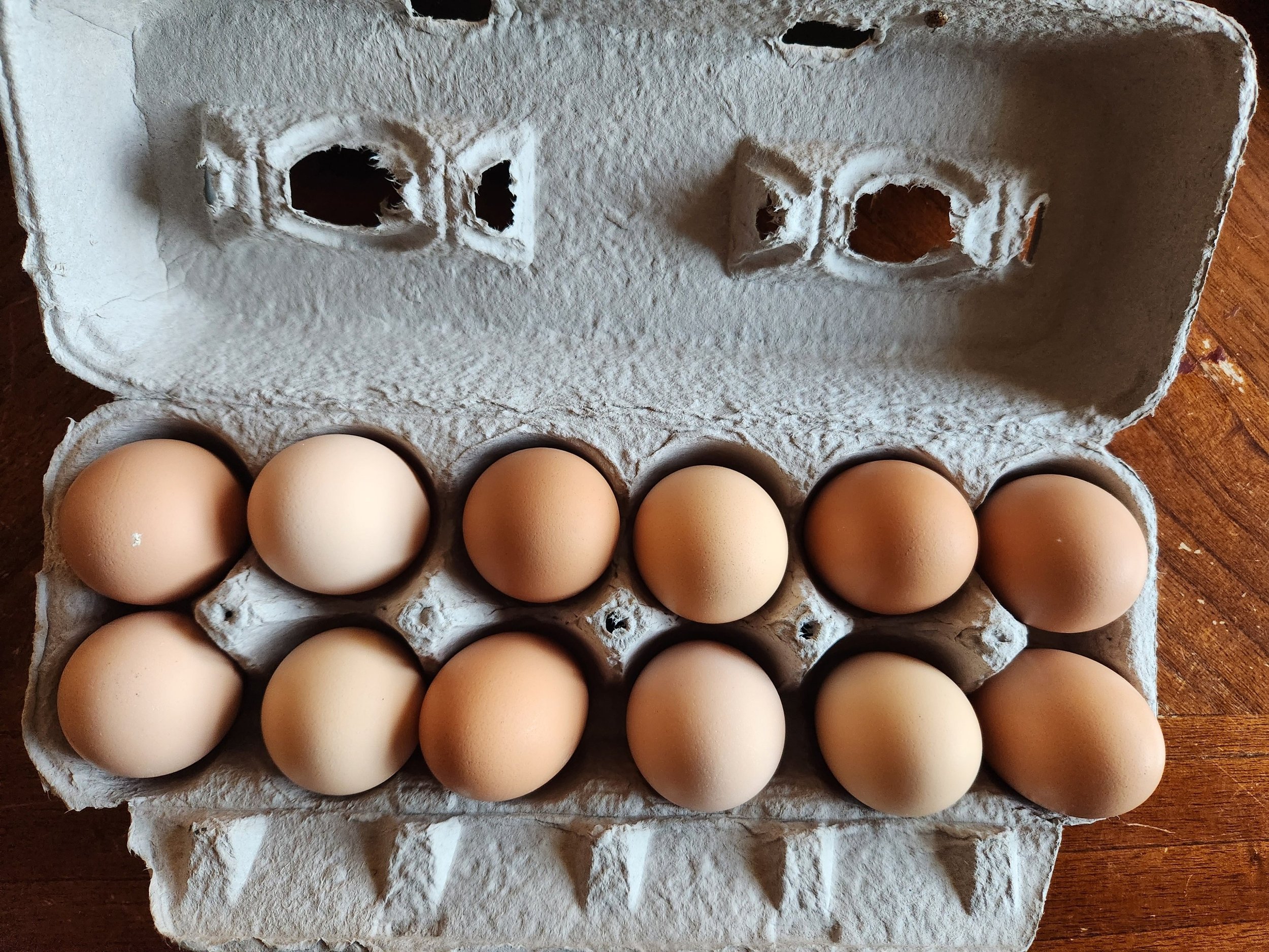 1 Dozen Chicken eggs