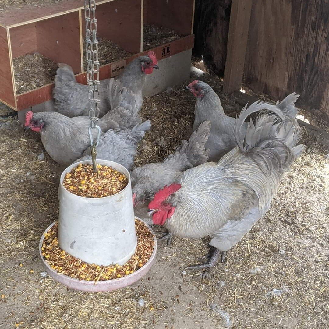Lavender Orpingtons are a solid muted, violet or blue. 'Lavender' is also known as 'self-blue' Orpingtons tend to be very friendly and have a pet-like demeanor, they are a productive layer of Medium-Large brown eggs. Lavender Orpingtons, just like an