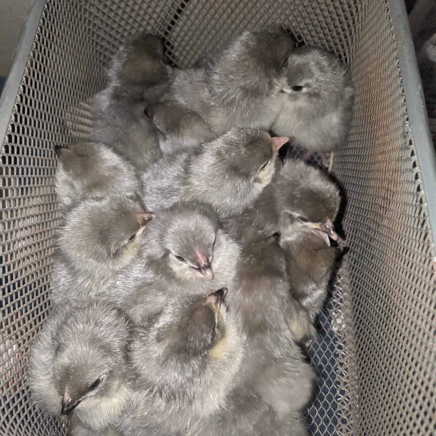 These little guys are looking for you to take them home and keep them warm! Lavender Orpingtons are a rare breed due to the color being a recessive gene. These beautiful babies are ready to go home with you for only $7 a piece. Straight runs only, bi