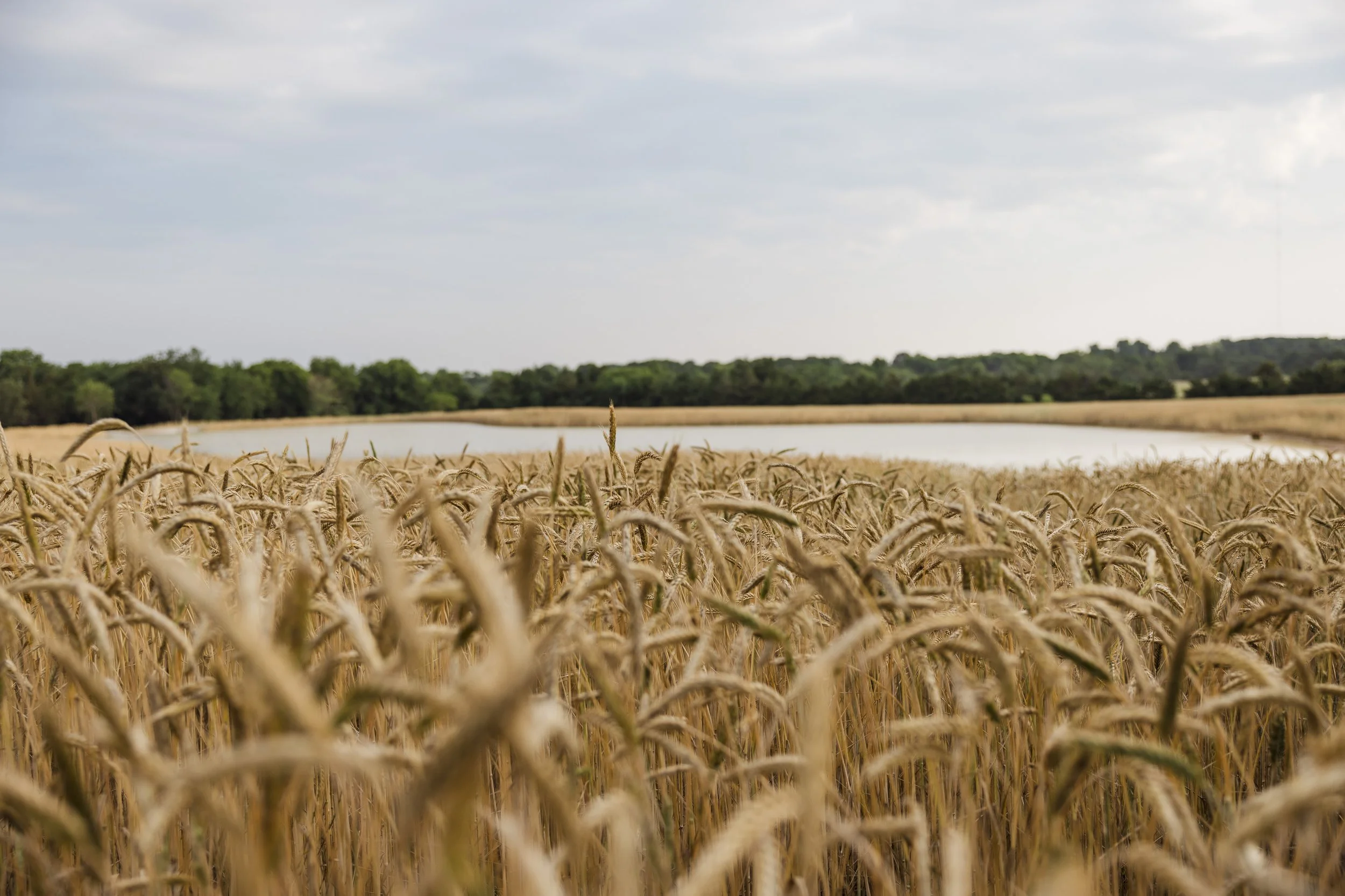 FRANKLIN CLOSE UP FIELD.jpg