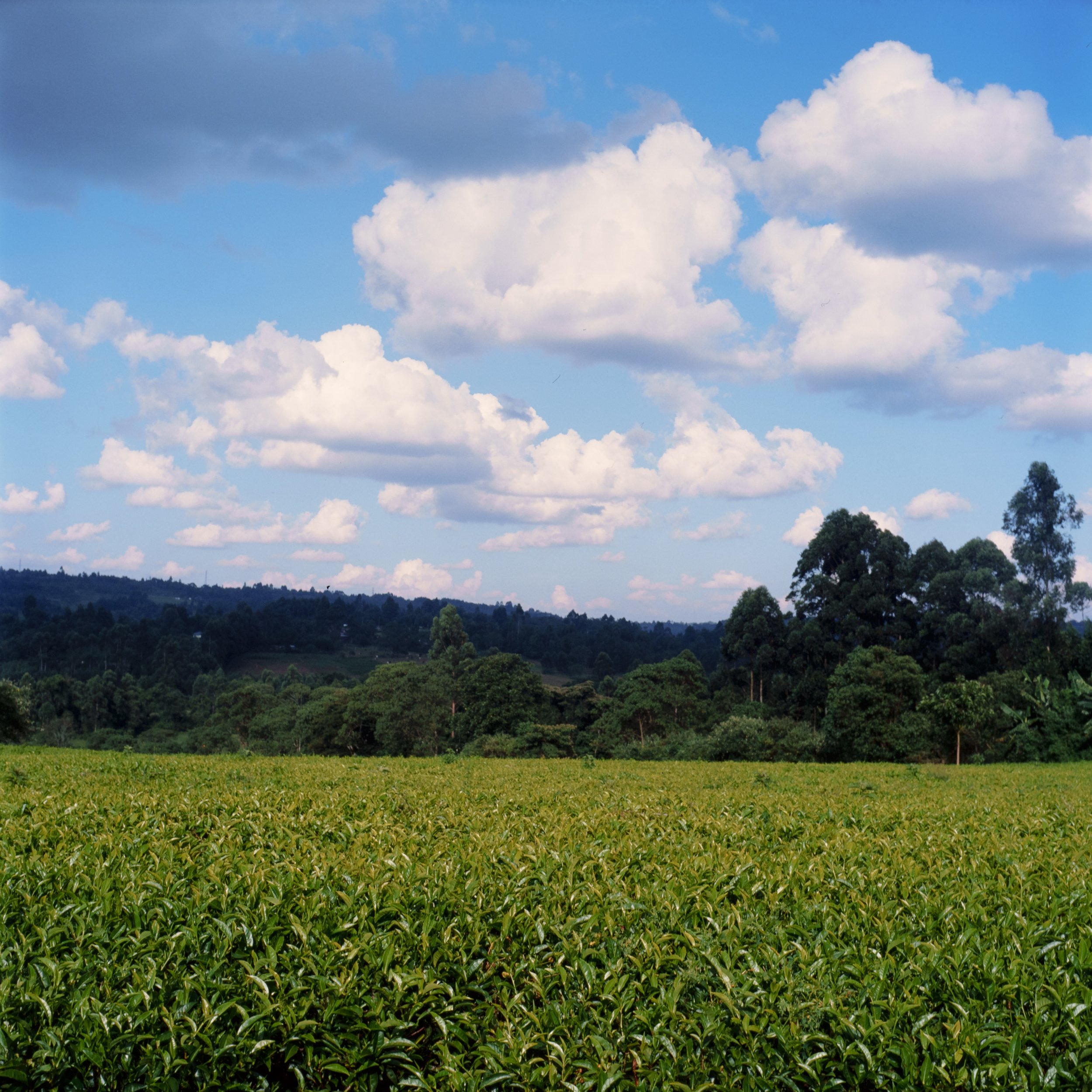 Kenya 2023-41.jpg