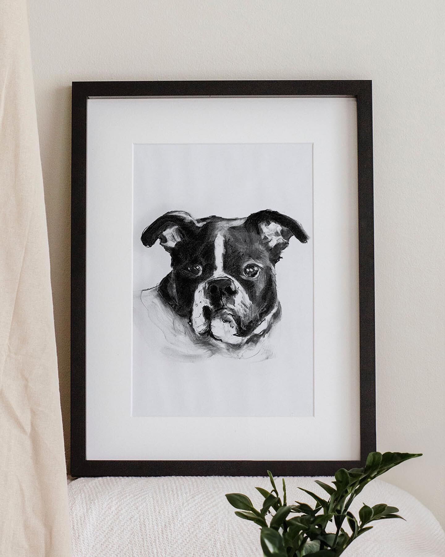 Capturing your best friend&rsquo;s personality through charcoal strokes. 

#petart 
#petportraits 
#contemporarypetart 
#drawing #apartmentliving