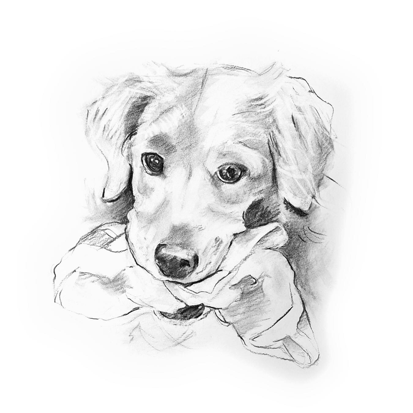 Meet Maizie 

#petportrait #drawingsketch #customart #homestyle #charcoaldrawing #dogs
