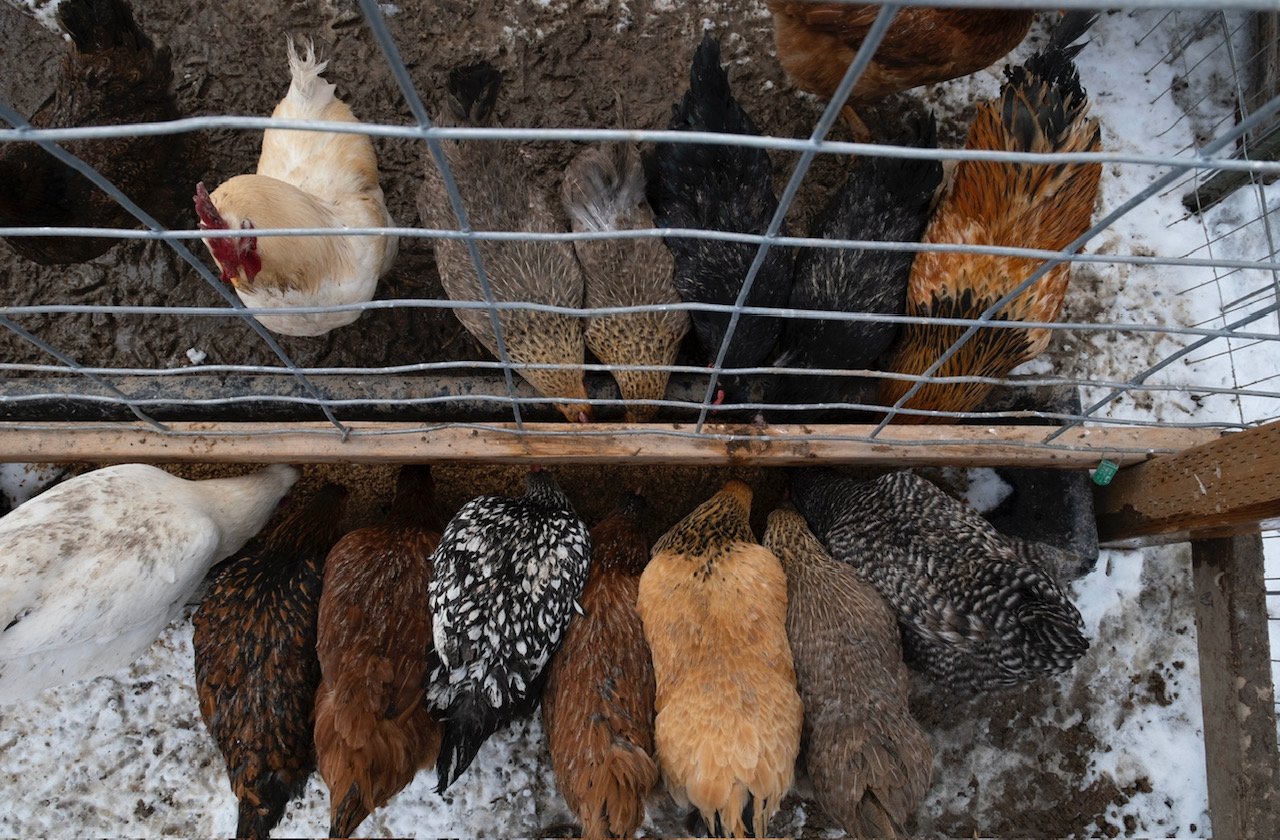 General 1 — Utah Refugee Goats